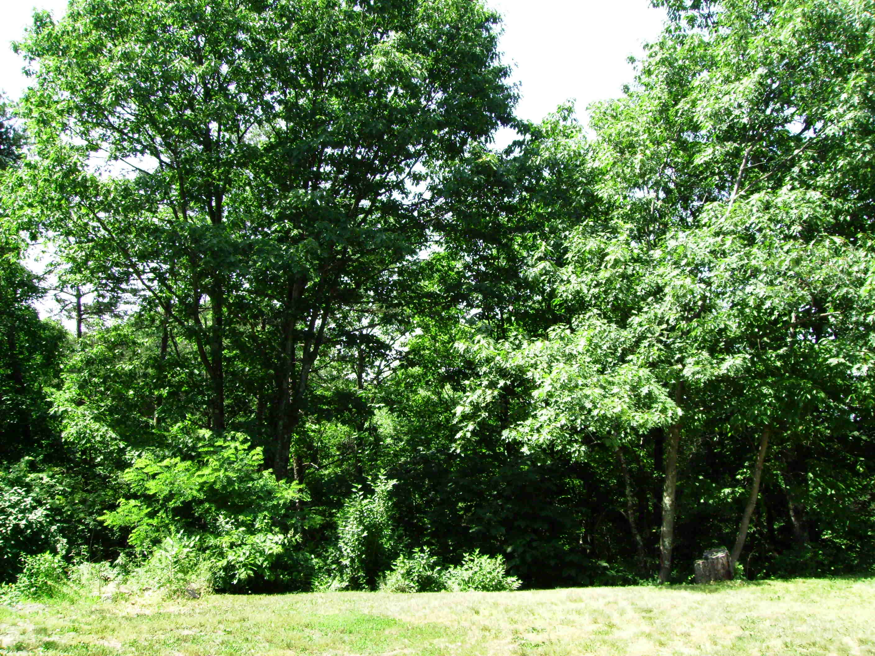 viewfromthebackyard.jpg